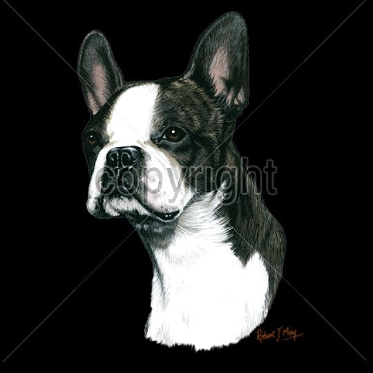 BOSTON TERRIER (13744)
