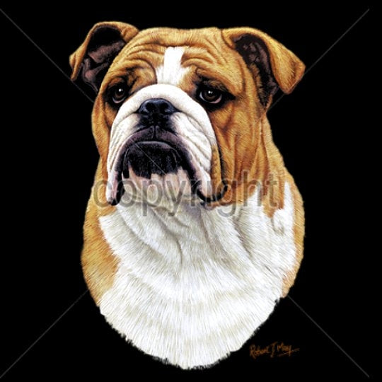 BULLDOG (13746)
