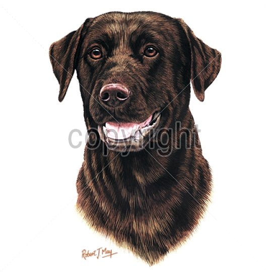 CHOCOLATE LAB (13748)