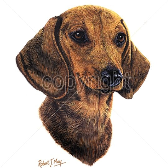 DACHSHUND (13749)