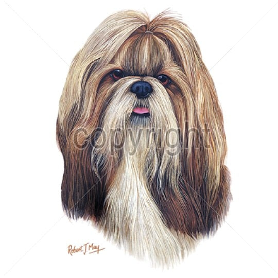 SHIH TZU (13750)