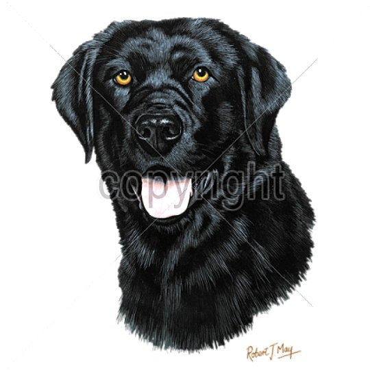 LAB, BLACK (13754)