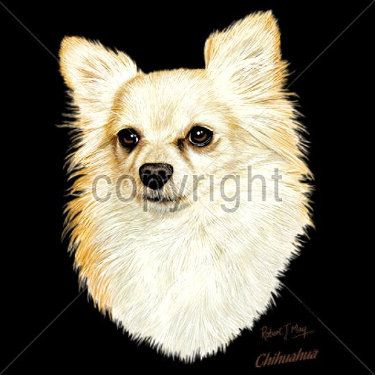 CHIIHUAHUA - LONGHAIR (14087)