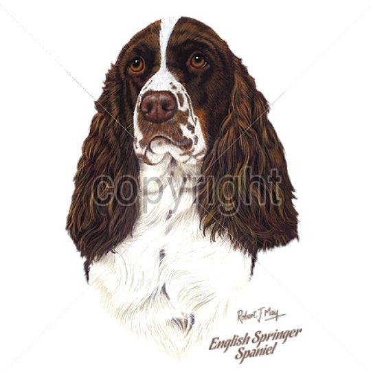 ENGLISH SPRINGER SPANIEL (14330)