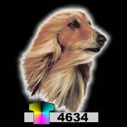 AFGHAN HOUND (4634)