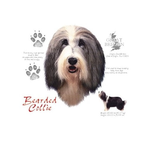 BEARDED COLLIE (4644)