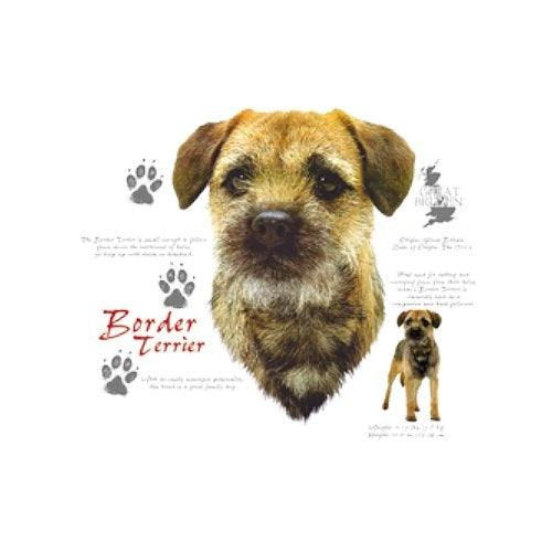 BORDER TERRIER (4653)