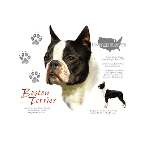 BOSTON TERRIER (4655)