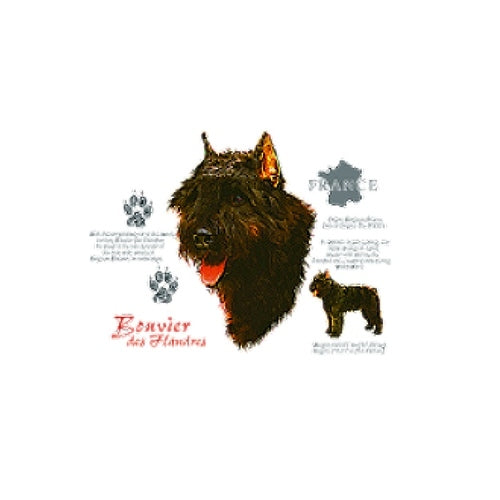 BOUVIER DES FLANDRES (4656)