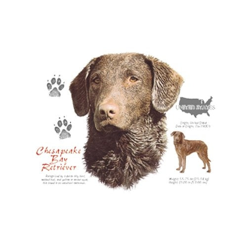 CHESAPEAKE BAY RETRIEVER (4664)