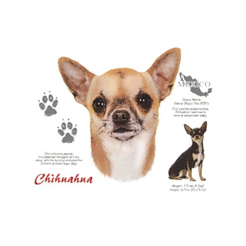 CHIHUAHUA (4665)