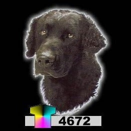 CURLY COATED RETRIEVER (4672)