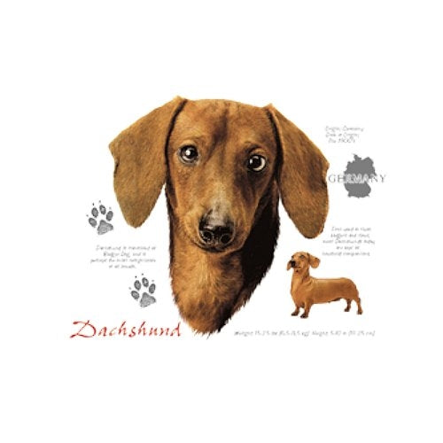 DACHSHUND (4673)