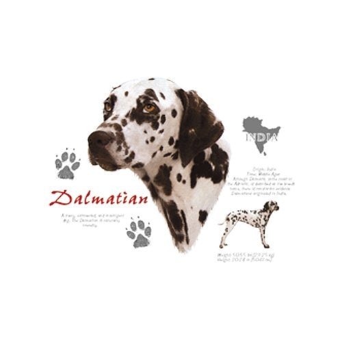 DALMATIAN (4674)