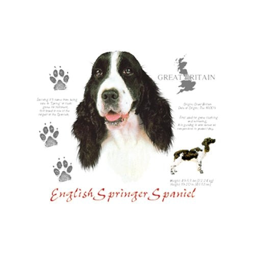 ENGLISH SPRINGER SPANIEL (4679)