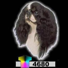 ENGLISH TOY SPANIEL (4680)