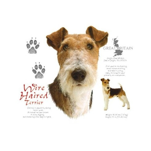 WIRE HAIRED TERRIER (4684)