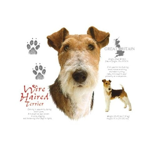 WIRE HAIRED TERRIER (4684)