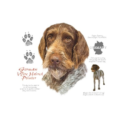 GERMAN WIRE HAIRED POINTER (4686)