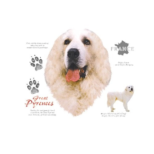 GREAT PYRENES (4691)