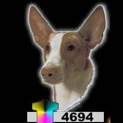 IBIZAN HOUND (4694)