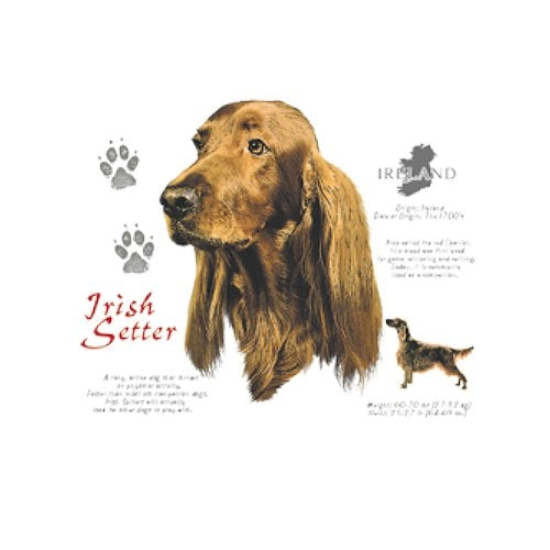 IRISH SETTER (4695)