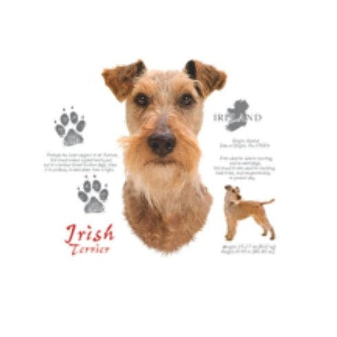 IRISH TERRIER (4696)