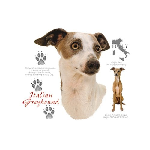 ITALIAN GREYHOUND (4698)