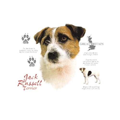JACK RUSSEL TERRIER (4699)