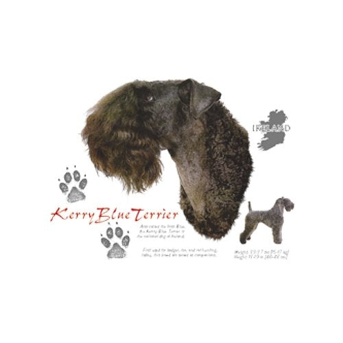 KERRY BLUE TERRIER (4702)