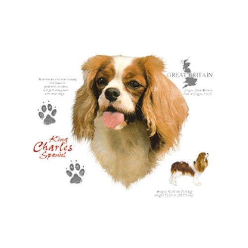 KING CHARLES SPANIEL (4703)