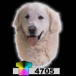 KUVASZ (4705)