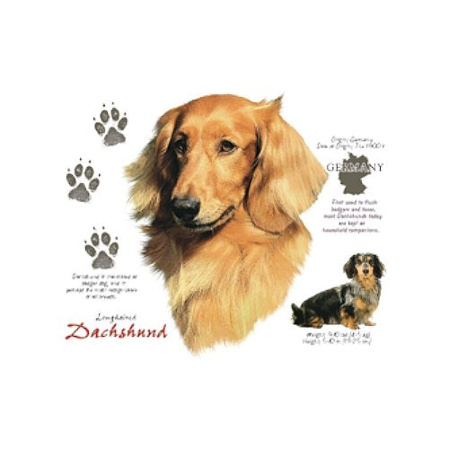 LONG HAIRED DACHSHUND (4709)