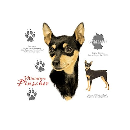 MINIATURE PINSCHER (4713)