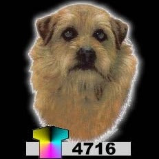 NORFOLK TERRIER (4716)