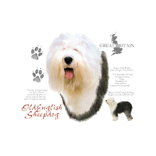 OLD ENGLISH SHEEPDOG (4719)
