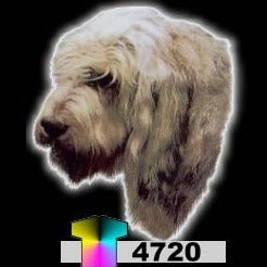 OTTERHOUND (4720)