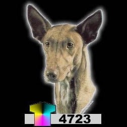 PHARAOH HOUND (4723)