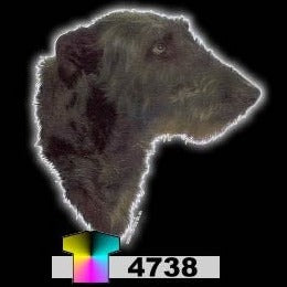 SCOTTISH DEERHOUND (4738)
