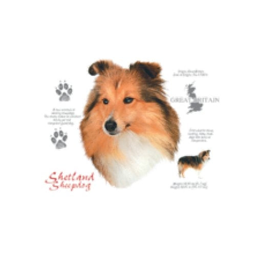 SHETLAND SHEEPDOG (4741)