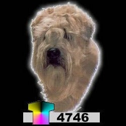 SOFTCOATED WHEATEN TERRIER (4746)
