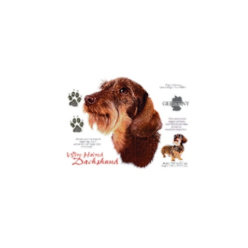 WIRE-HAIRED DACHSHUND (4752)
