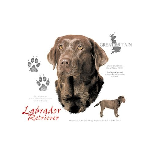 LABRADOR RETRIEVER (5037)