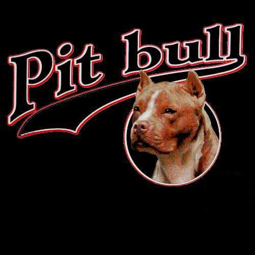 PIT BULL (521)
