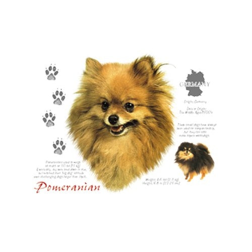 POMERANIAN (4725)
