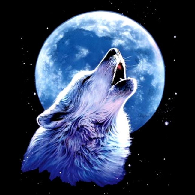 CALL OF THE WILD (559)