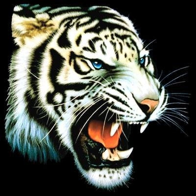WHITE TIGER (676)