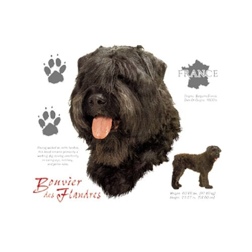 BOUVIER DES FLANDRES (7857)