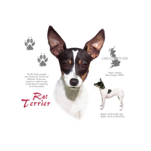 RAT TERRIER (7863)