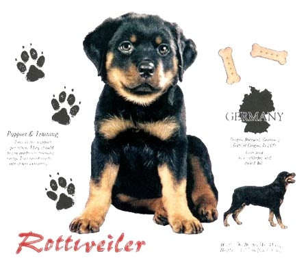 PAINATUS: Rottweiler History puppies (814)